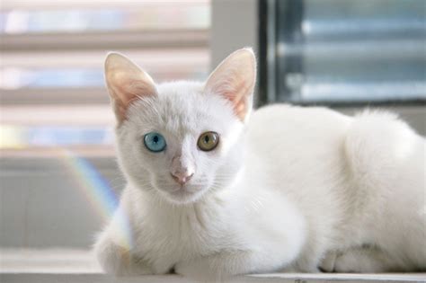 Khao Manee Cat Breed Info: Pictures, Temperament & Traits.